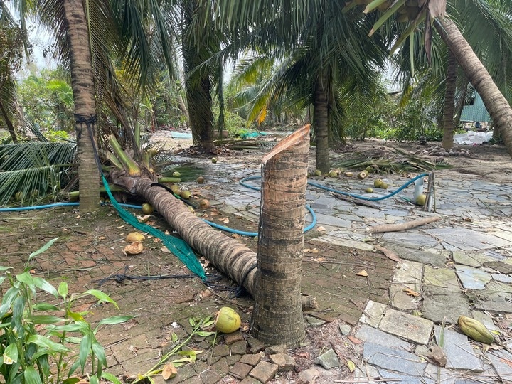 ton chem cay dua anh 3