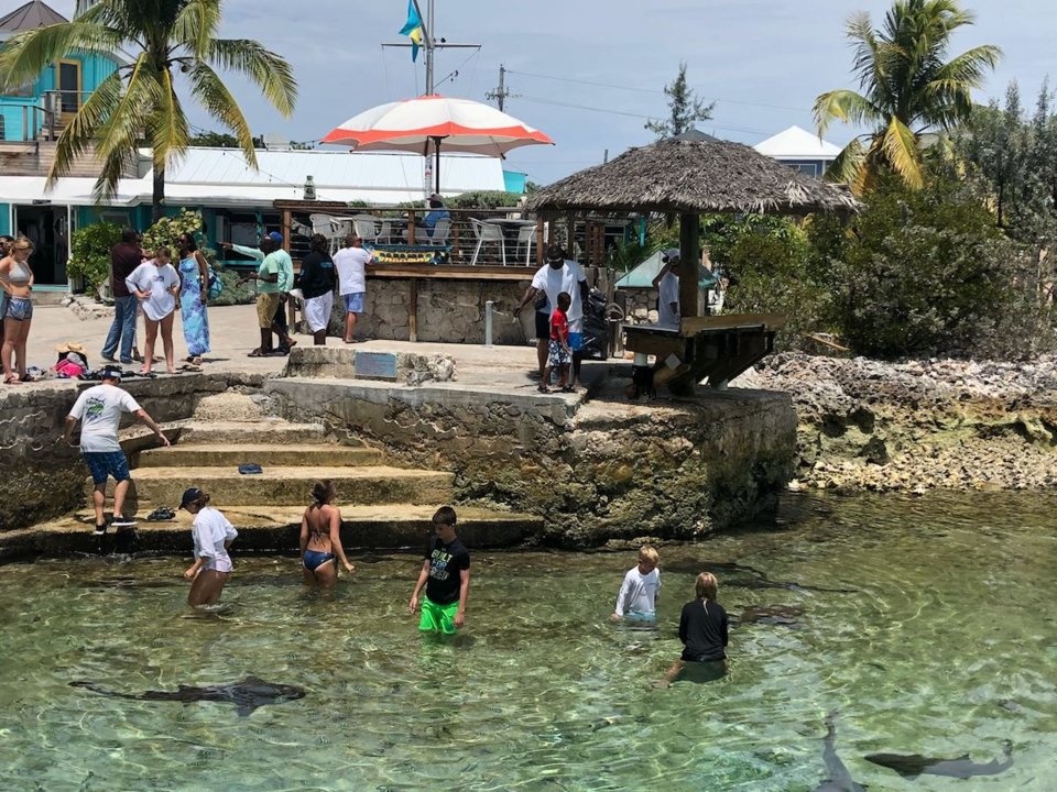 người mẫu bị cá mập cắn ảnh 6 nguoi mau bi ca map can anh 6