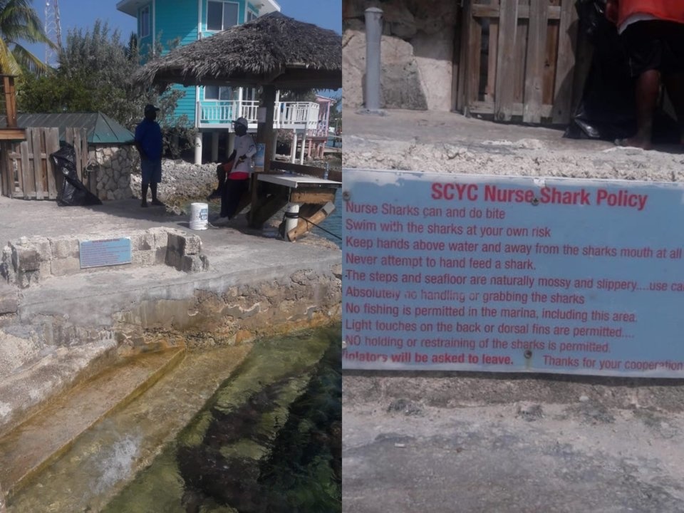 người mẫu bị cá mập cắn ảnh 4 nguoi mau bi ca map can anh 4