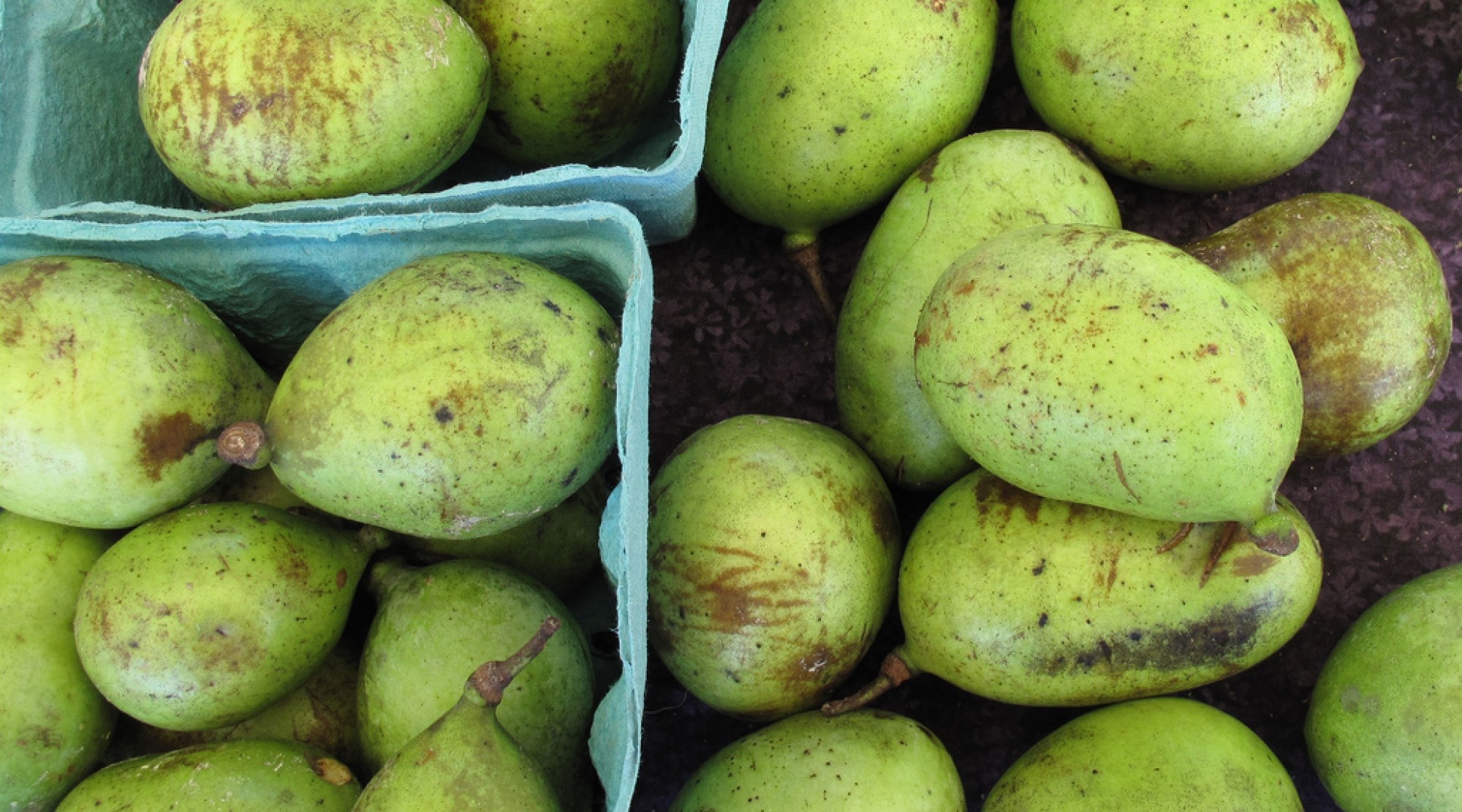 qua co vi xoai chuoi mang cau anh 1