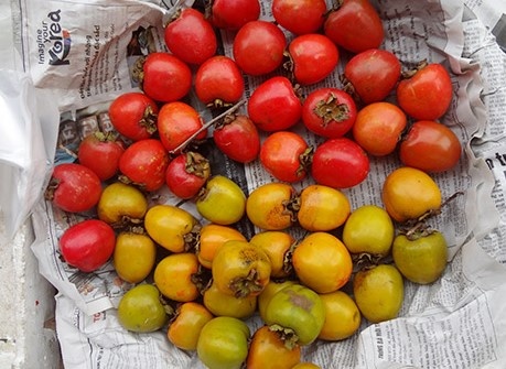 Nhung do an he thay la biet mua thu dang ve hinh anh