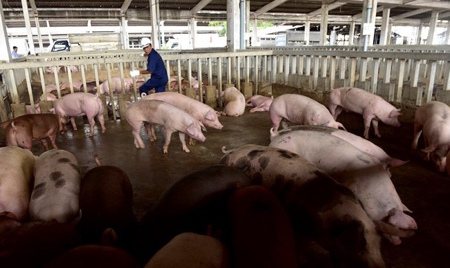 Khong phat hien chat cam Salbutamol trong thit kiem nghiem hinh anh