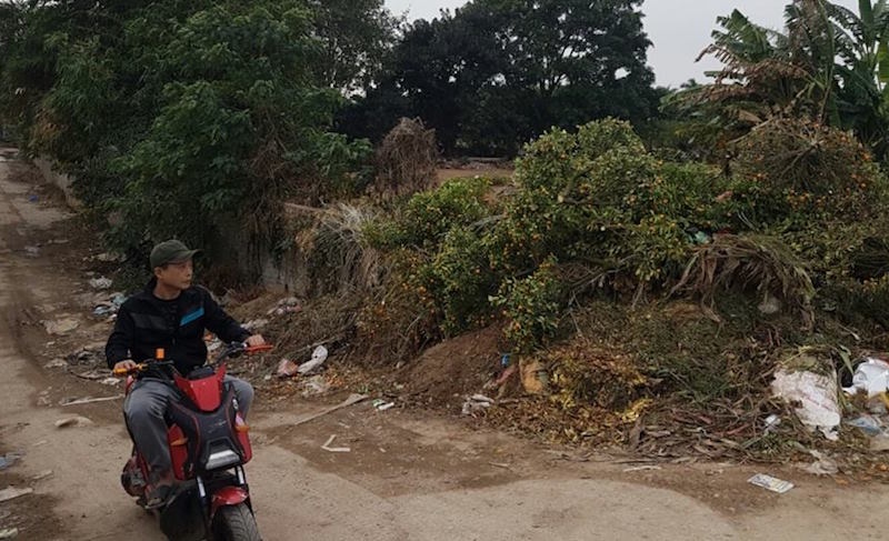 dân Tứ Liên khóc ròng vì quất chết ảnh 1 dan Tu Lien khoc rong vi quat chet anh 1