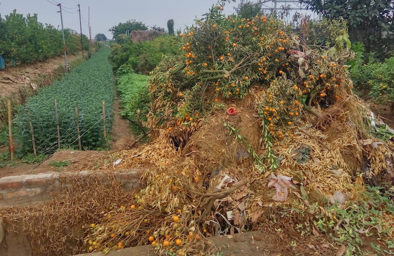 Giap Tet, quat Tu Lien lai chet kho hinh anh