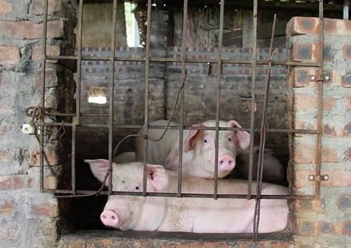 Nhung mat hang Viet lao dao vi thuong lai Trung Quoc hinh anh