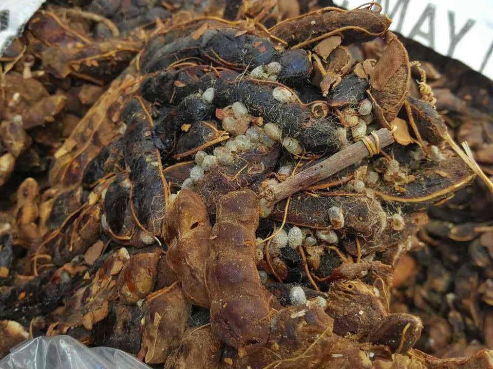 175 tan me nhap khau Indonesia nhiem mot nguy hiem hinh anh