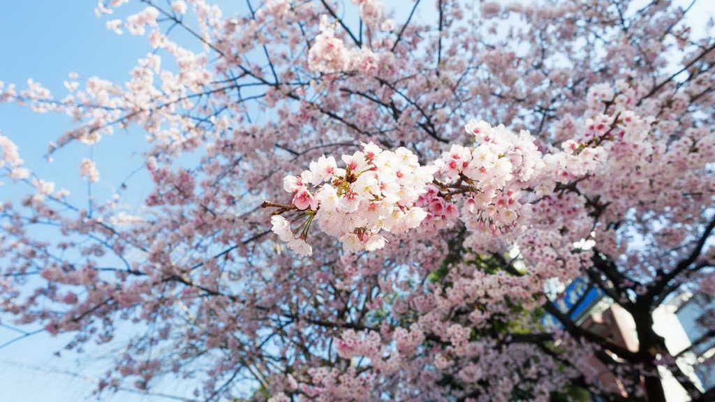 tan van,  tet ky hoi,  xuan 2019,  xuan nhat ban,  xa nha anh 1