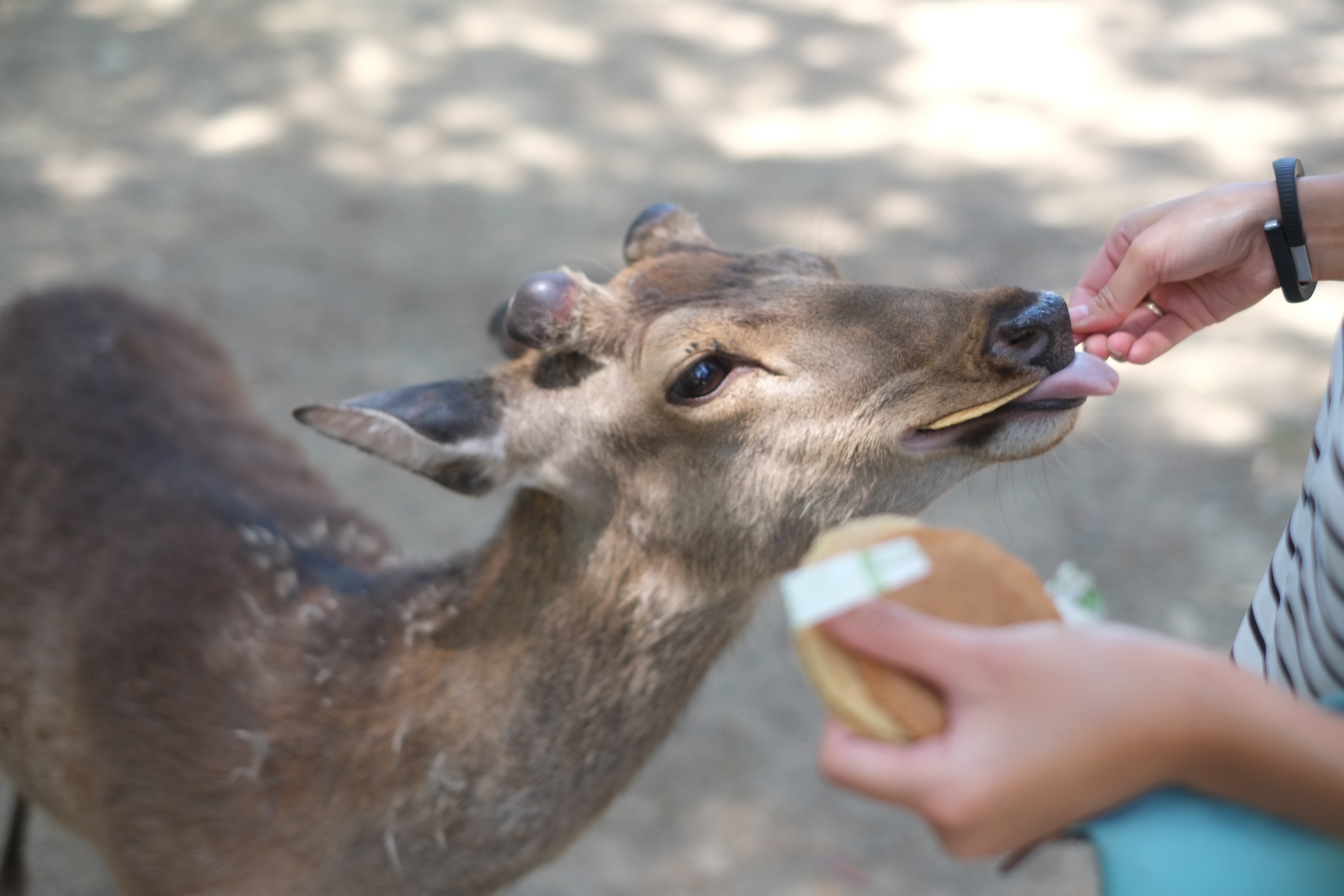 nai can khach o vuon thu Nhat anh 3