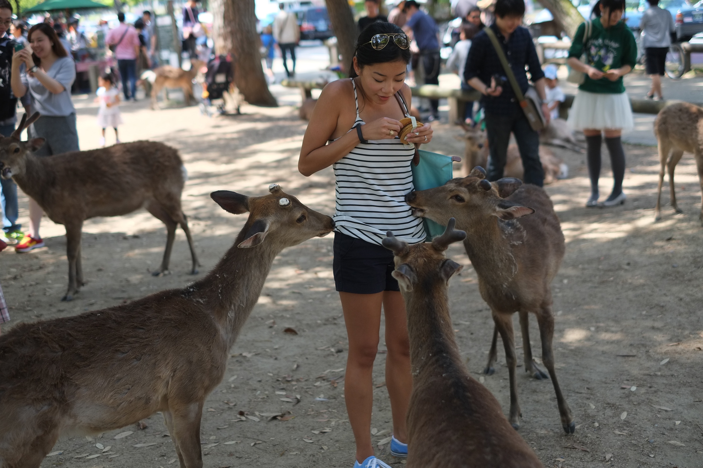 nai can khach o vuon thu Nhat anh 2