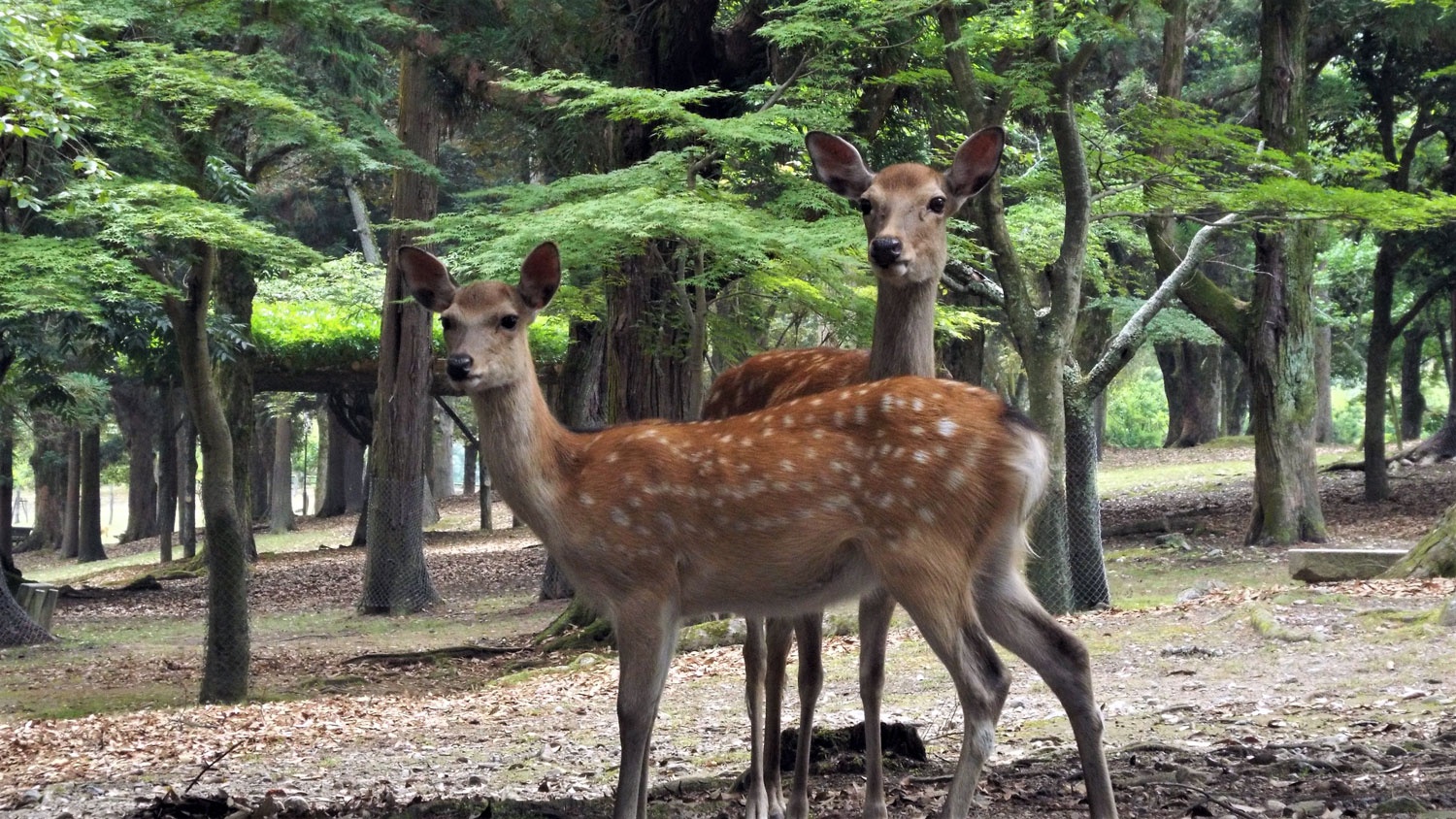 nai can khach o vuon thu Nhat anh 5