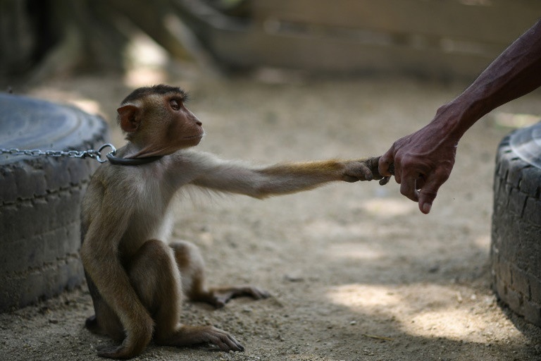 trường học cho khỉ Macao ảnh 4 truong hoc cho khi Macao anh 4