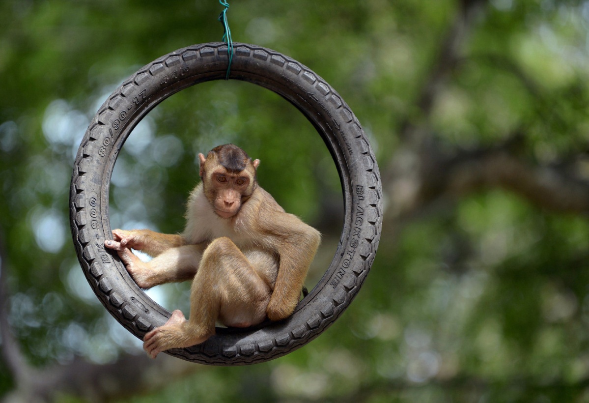 trường học cho khỉ Macao ảnh 6 truong hoc cho khi Macao anh 6