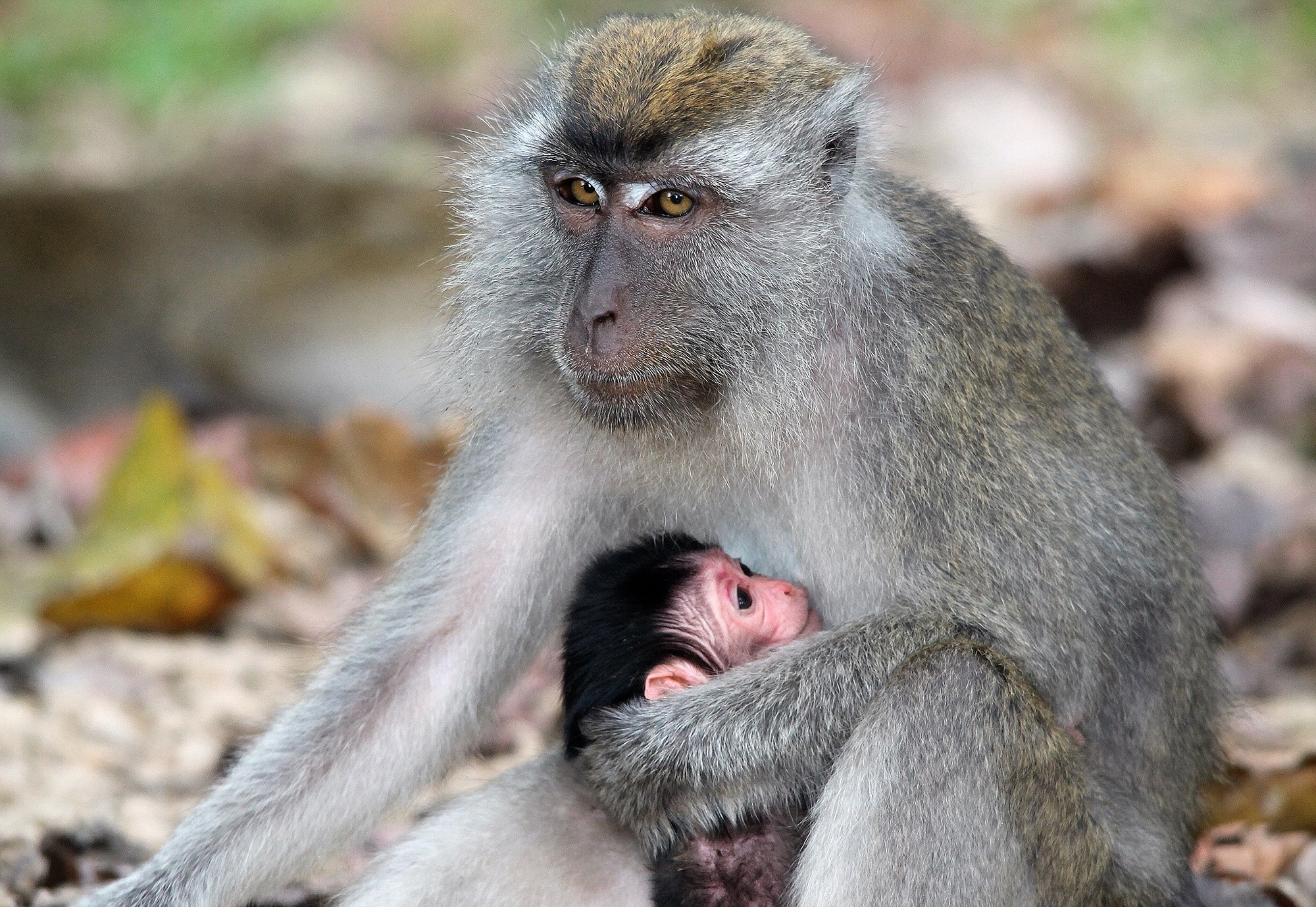 trường học cho khỉ Macao ảnh 7 truong hoc cho khi Macao anh 7