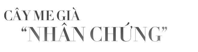 Hoa si Ha Lan tim cha me Viet anh 3