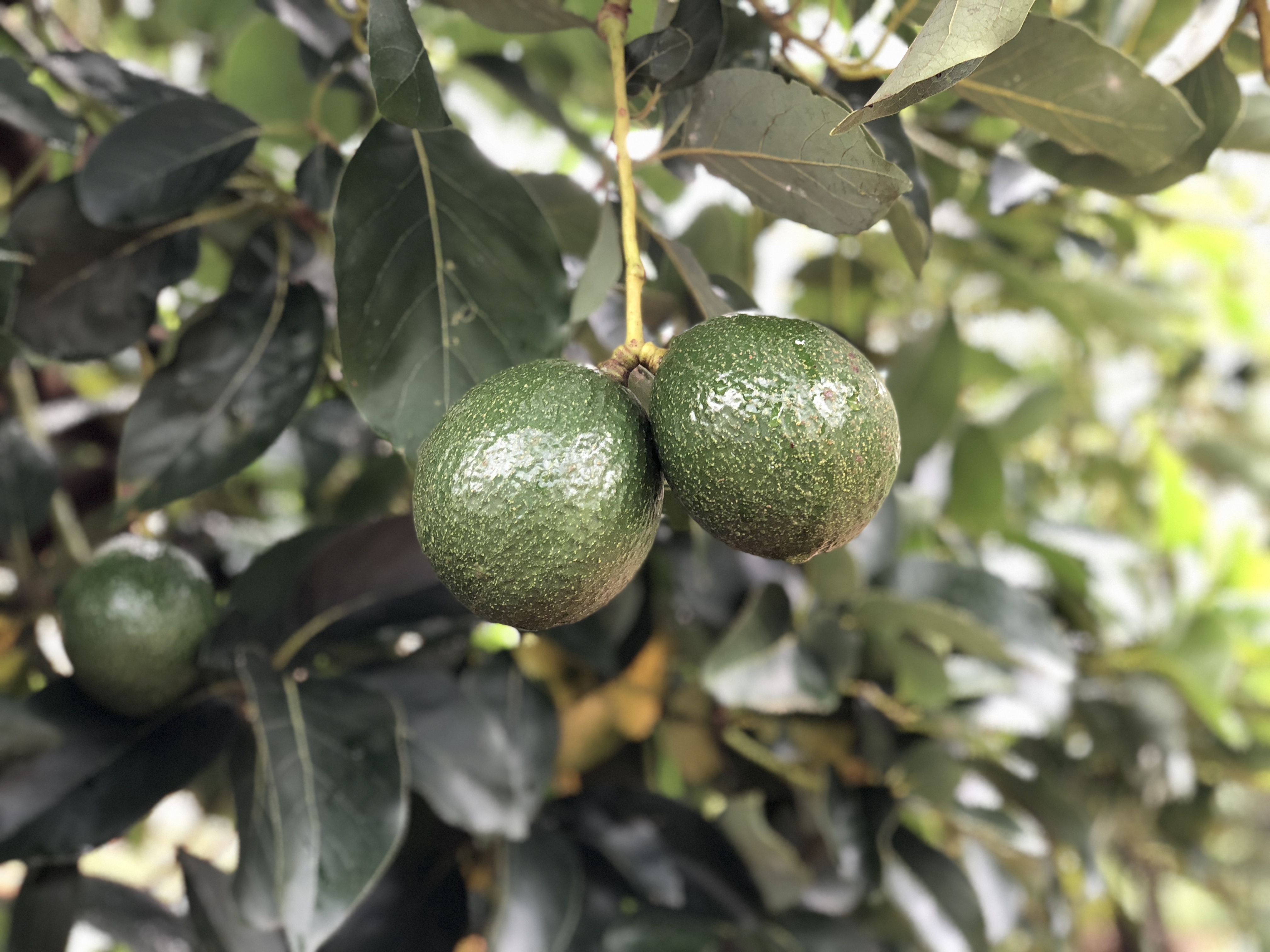 New Zealand hỗ trợ kỹ thuật bơ Đắk Nông ảnh 1 New Zealand ho tro ky thuat bo Dak Nong anh 1