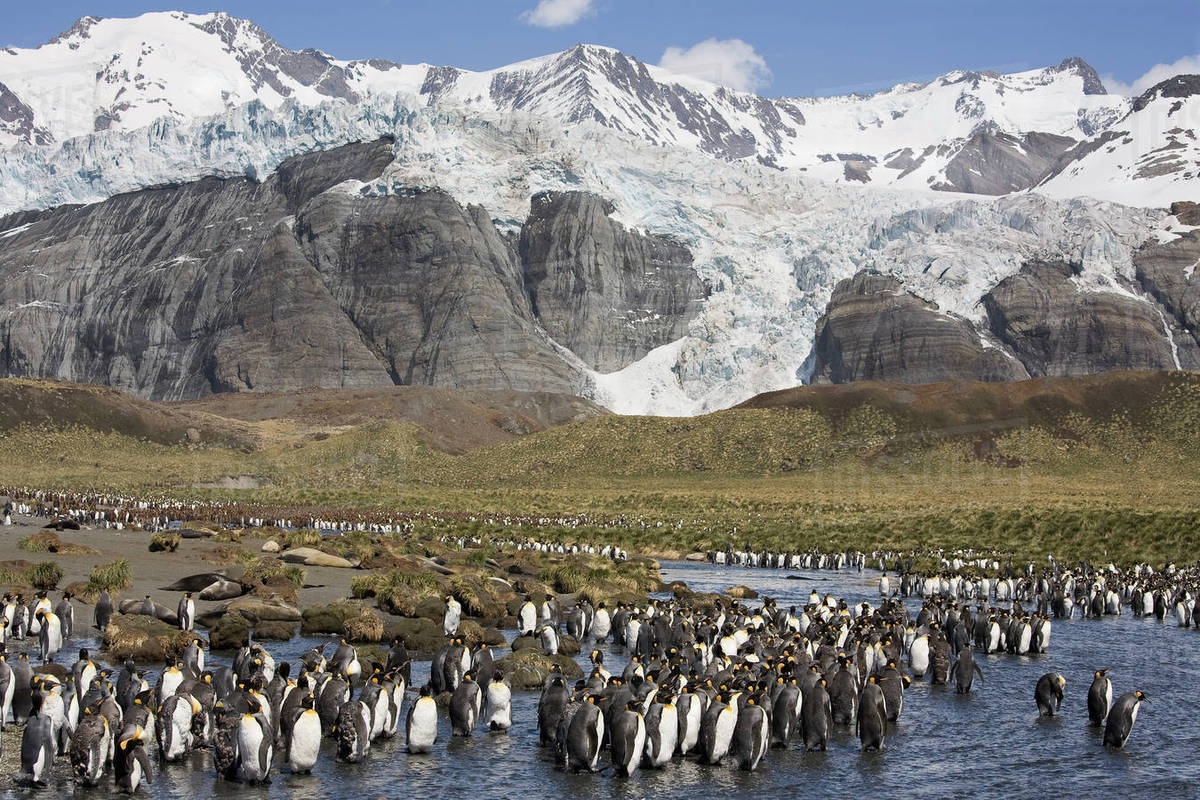 chim canh cut hoang de anh 5