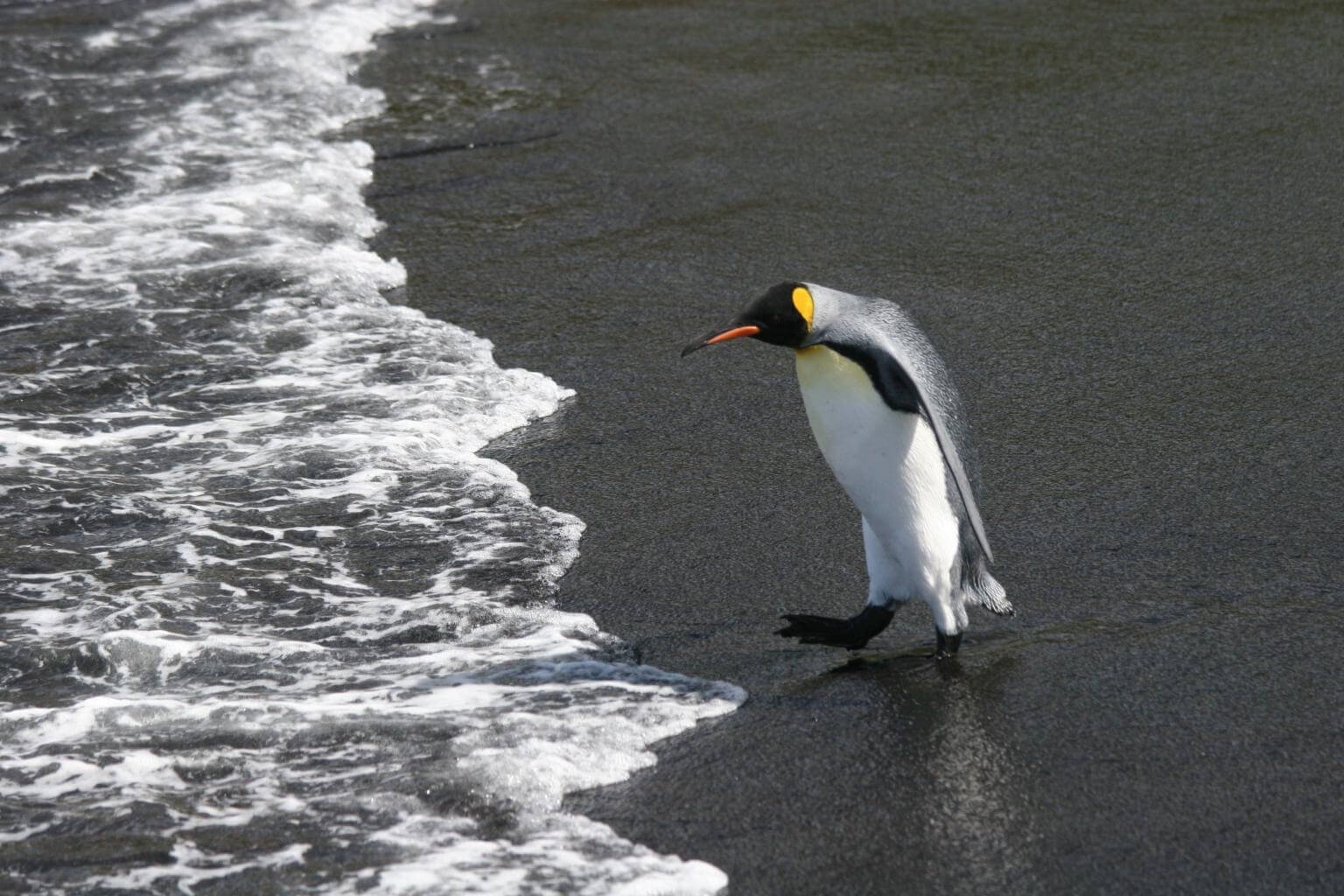 chim canh cut hoang de anh 3