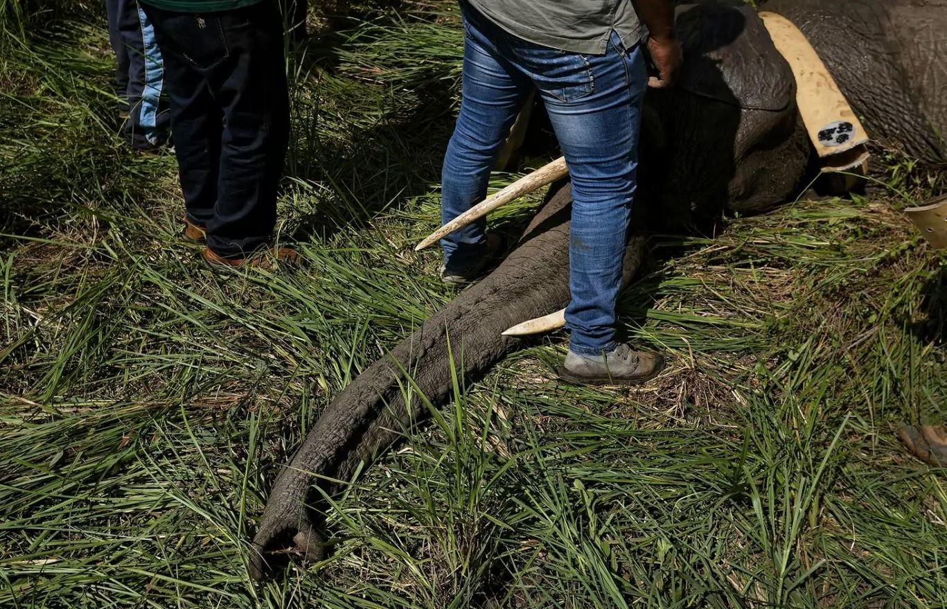 cuu voi chau Phi anh 6