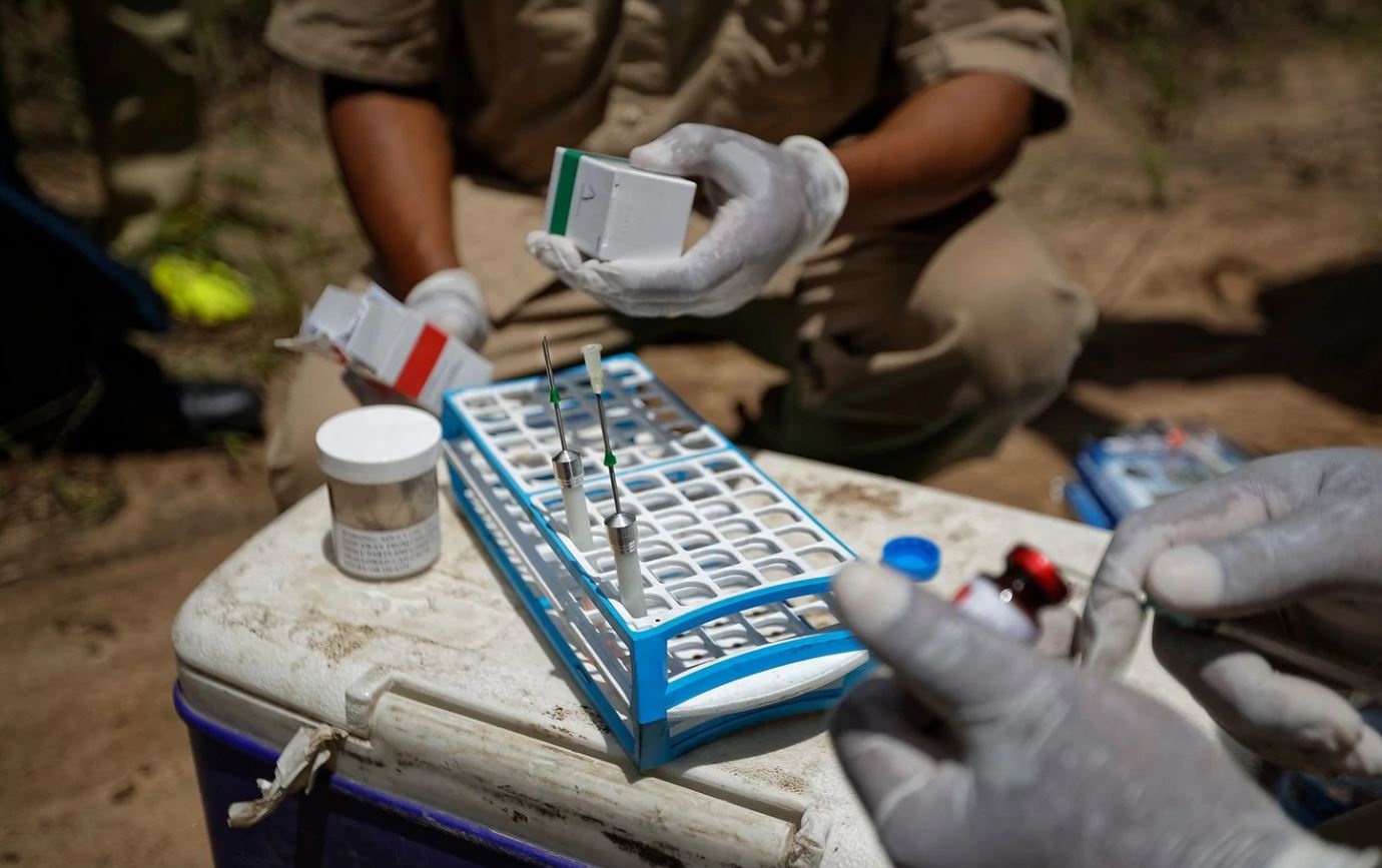 cuu voi chau Phi anh 9