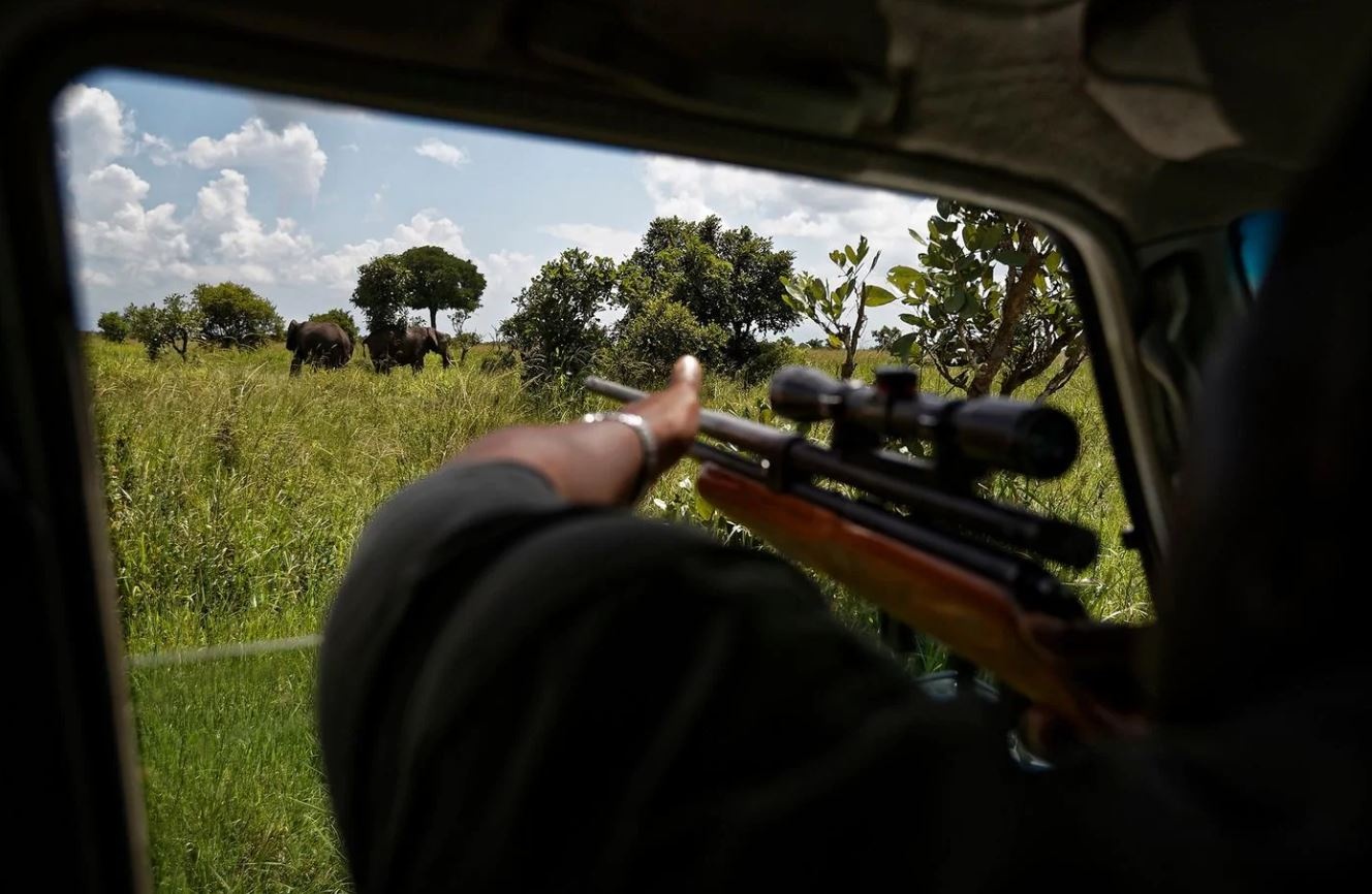 cuu voi chau Phi anh 2