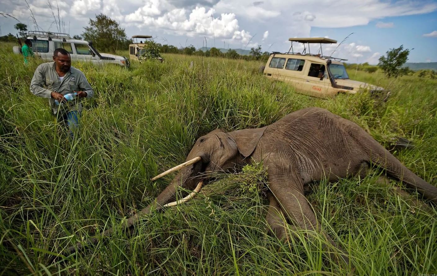 cuu voi chau Phi anh 8