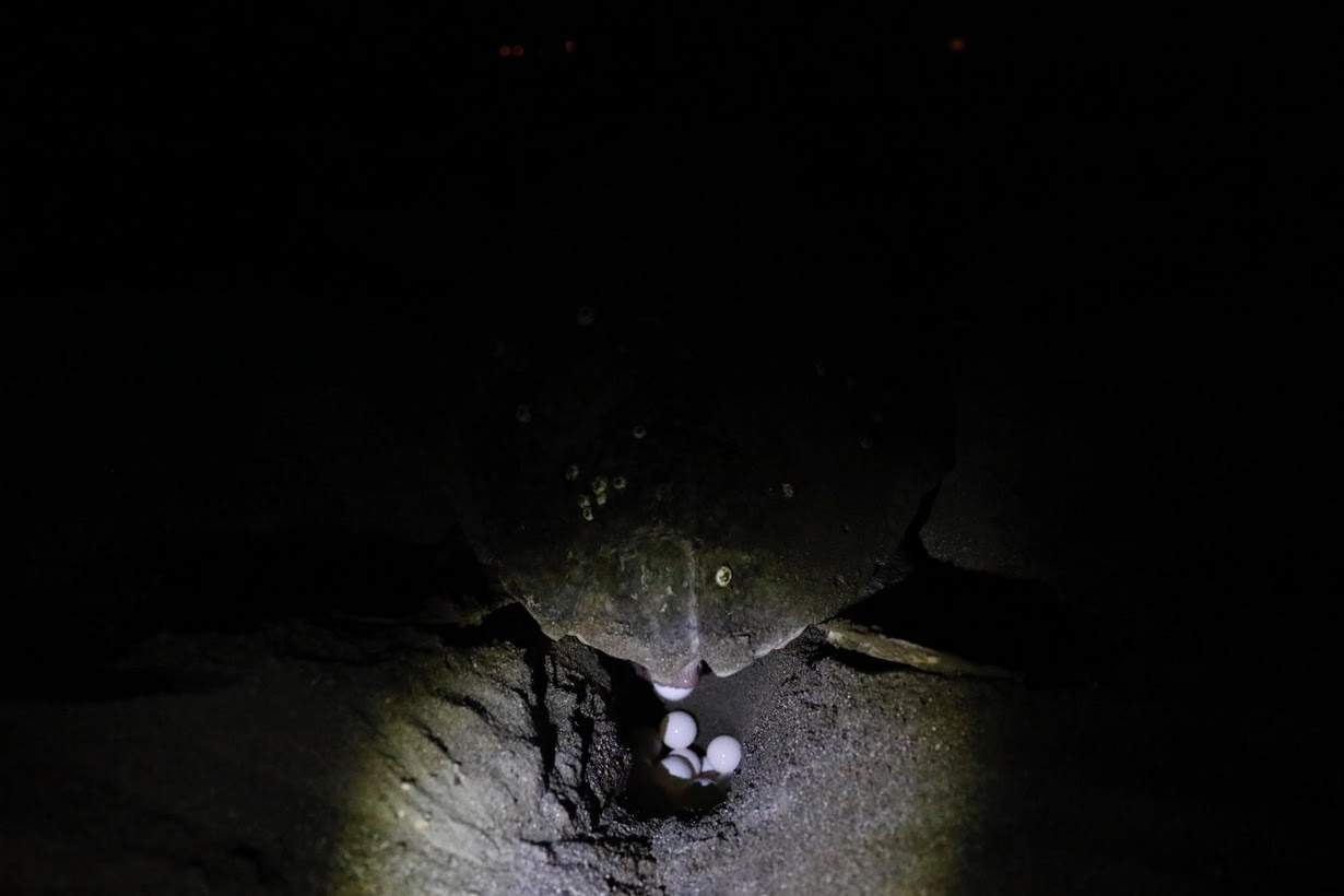 giai cuu rua bien Tho Nhi Ky anh 4