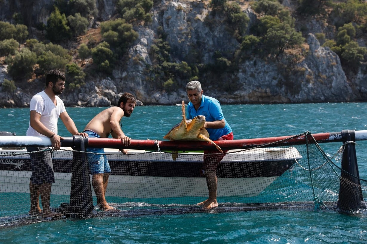 giai cuu rua bien Tho Nhi Ky anh 8