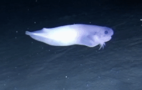 Phat hien ca la o do sau 8.000 m duoi day Thai Binh Duong hinh anh