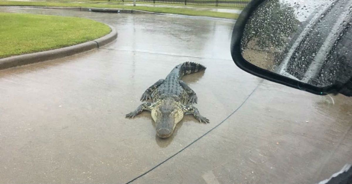 bão Florence có thể làm rắn độc lan rộng ảnh 2 bao Florence co the lam ran doc lan rong anh 2