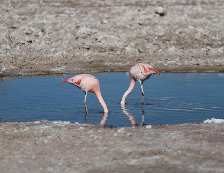 Cuoc chien gianh nuoc o mo kim loai 'quy hon vang' o Chile hinh anh