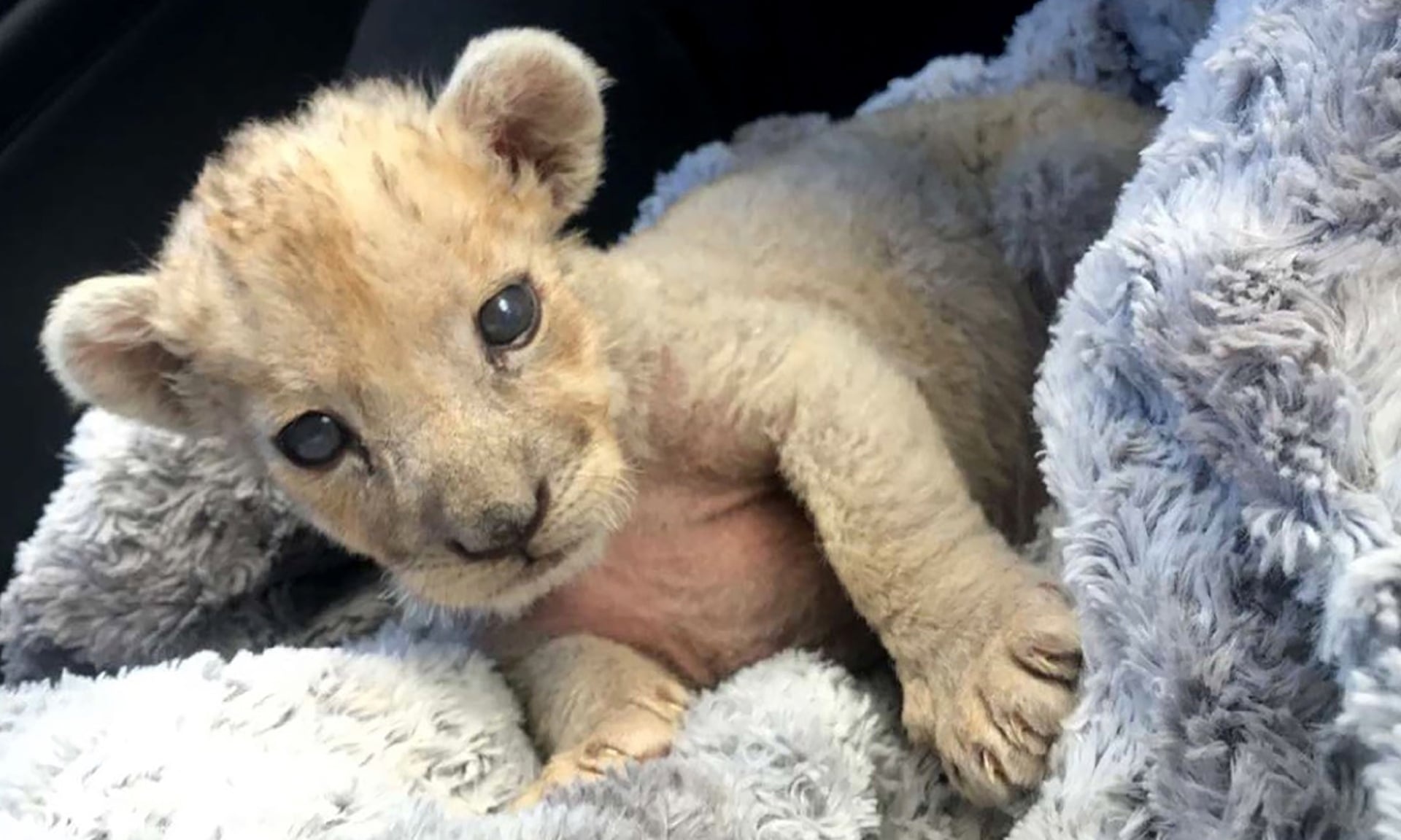 Phat hien su tu con chua cai sua trong gara oto tai Phap hinh anh