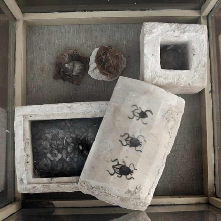 xac uop meo Ai Cap anh 3