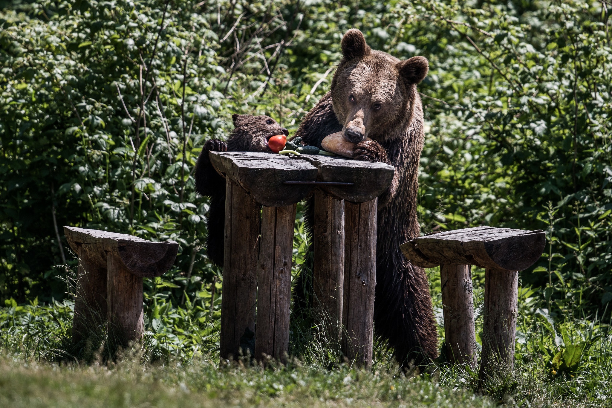 O xu tan cung cua Romania, nguoi va gau doi dau de sinh ton hinh anh