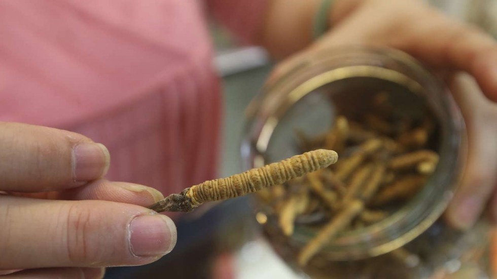 Dat hon vang, dong trung ha thao gia xuat hien tran lan hinh anh