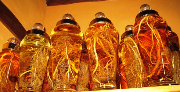 1.800 USD/kg, My o at khai thac sam rung ban cho Trung Quoc hinh anh