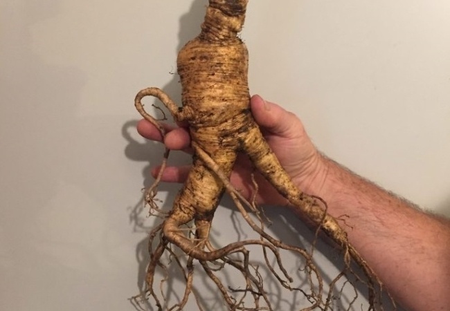 khai thac nhan sam anh 2