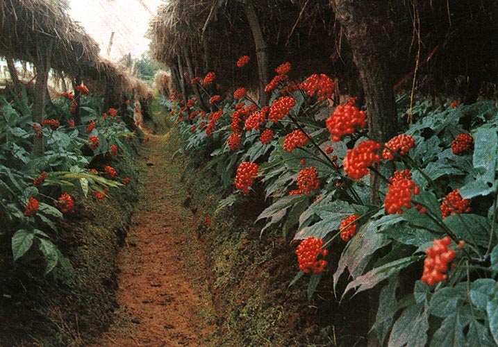 khai thác nhân sâm ảnh 1 khai thac nhan sam anh 1