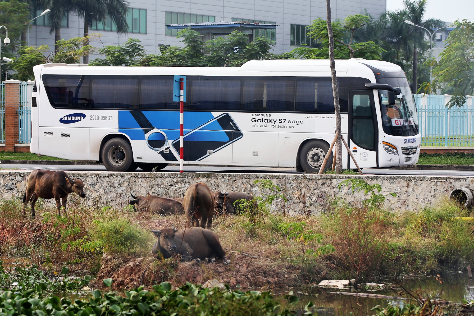 khu công nghiệp Samsung ảnh 2 khu cong nghiep Samsung anh 2