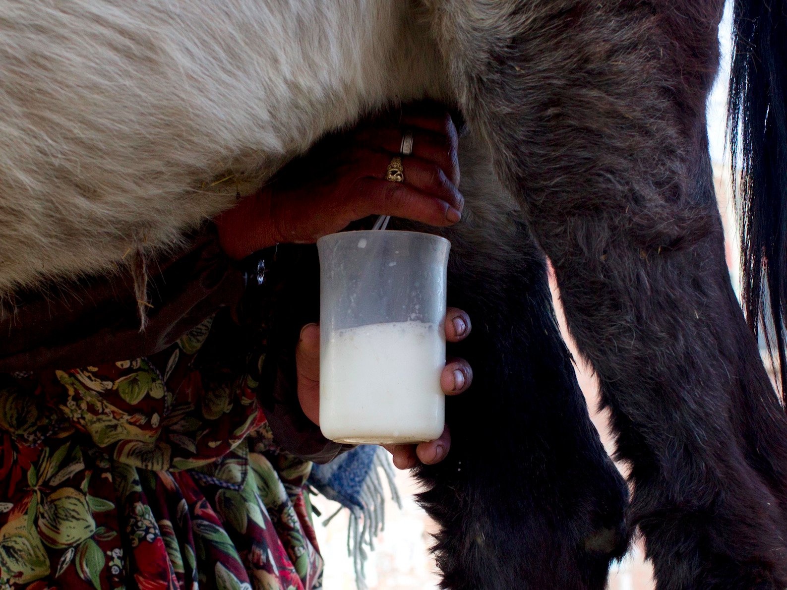 54 USD/lit, nguoi nong dan lam giau tu sua lua hinh anh