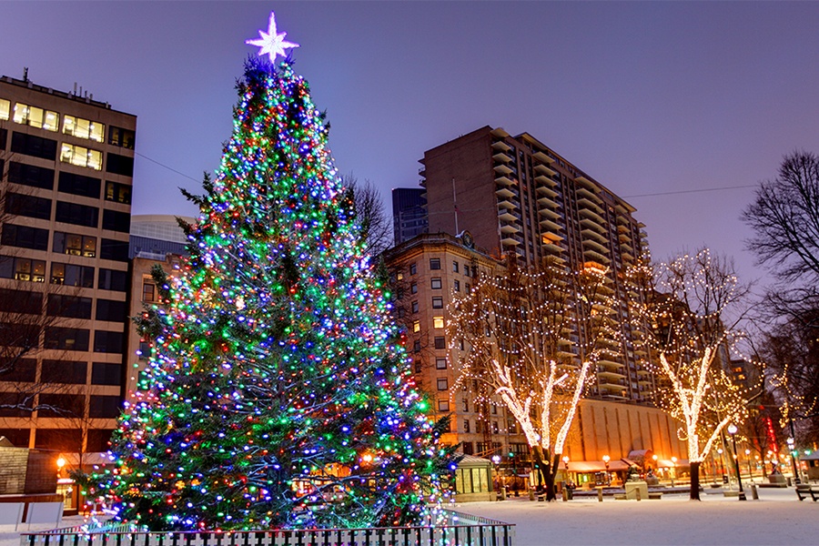 Cây thông Noel  ảnh 3 Cay thong Noel anh 3