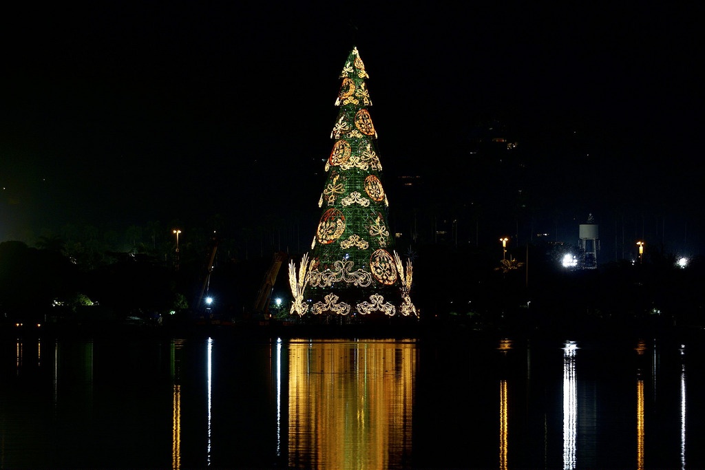 Cây thông Noel  ảnh 5 Cay thong Noel anh 5