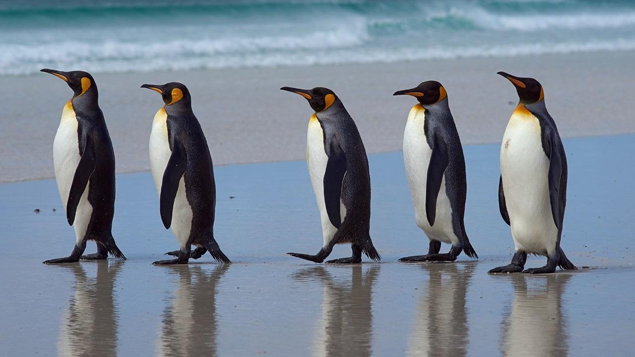 Cau do sap xep vi tri cua chim canh cut hinh anh