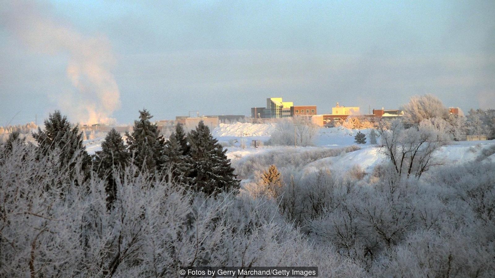 loai cay bi an anh 1