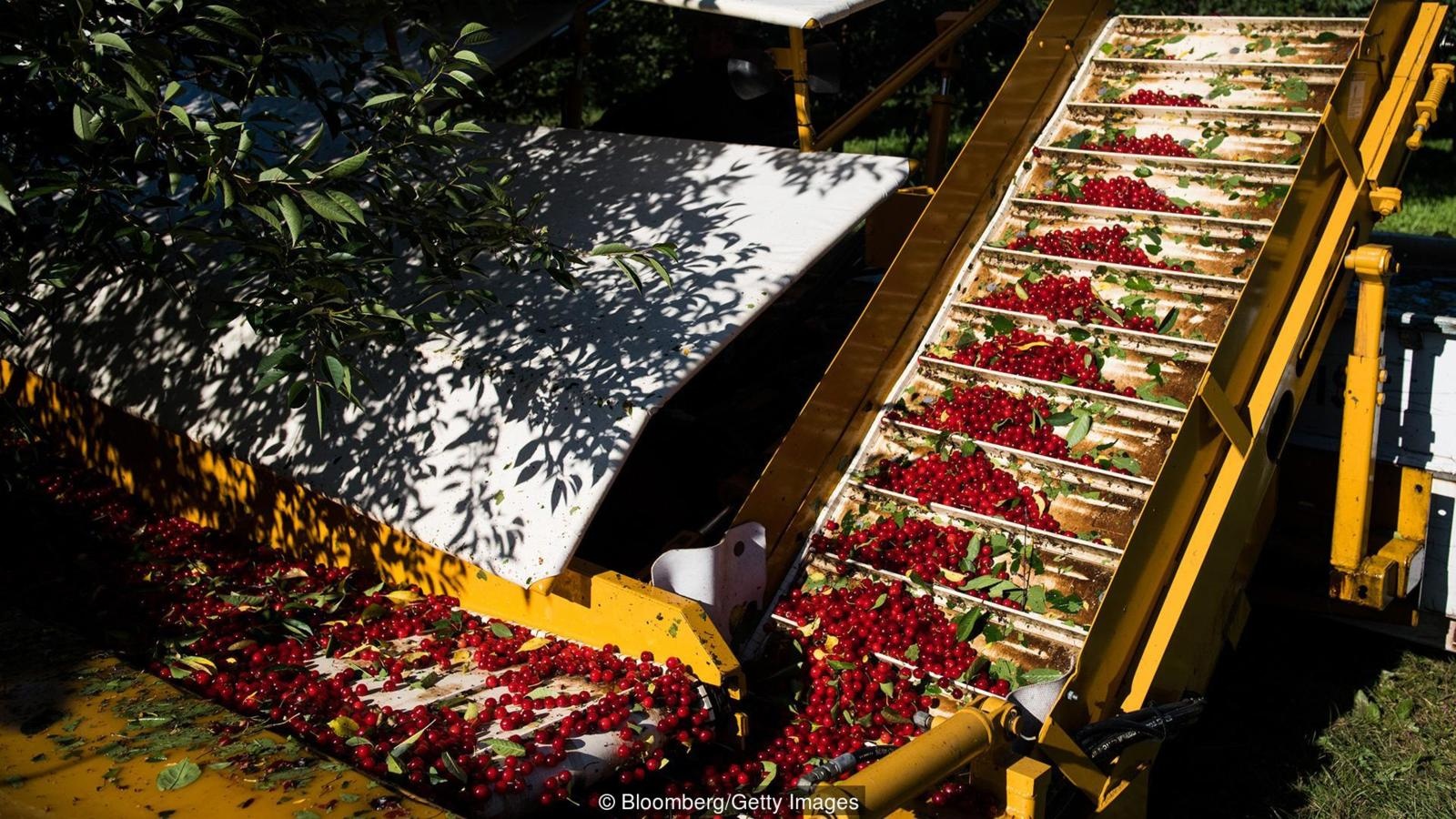 loai cay bi an anh 5