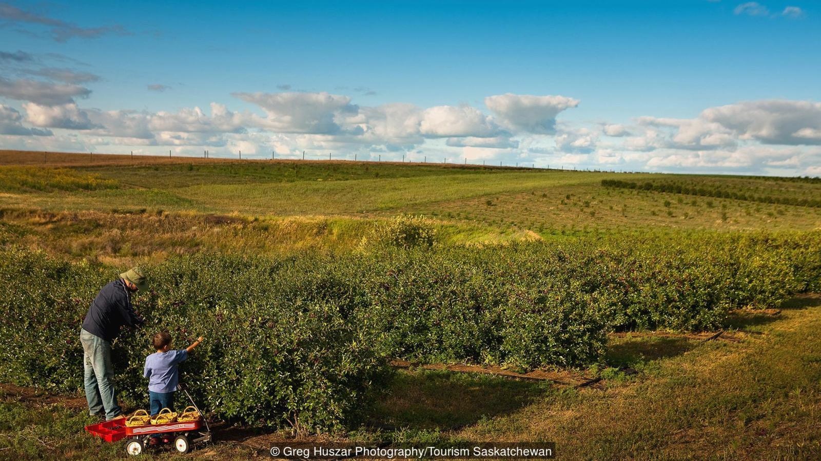 loai cay bi an anh 7