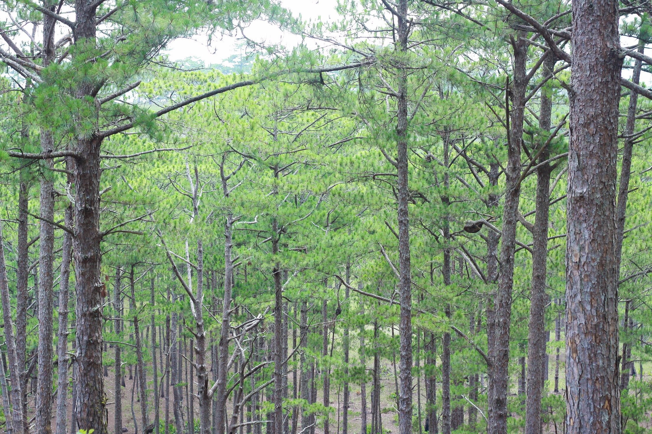 du lich Da Lat anh 10