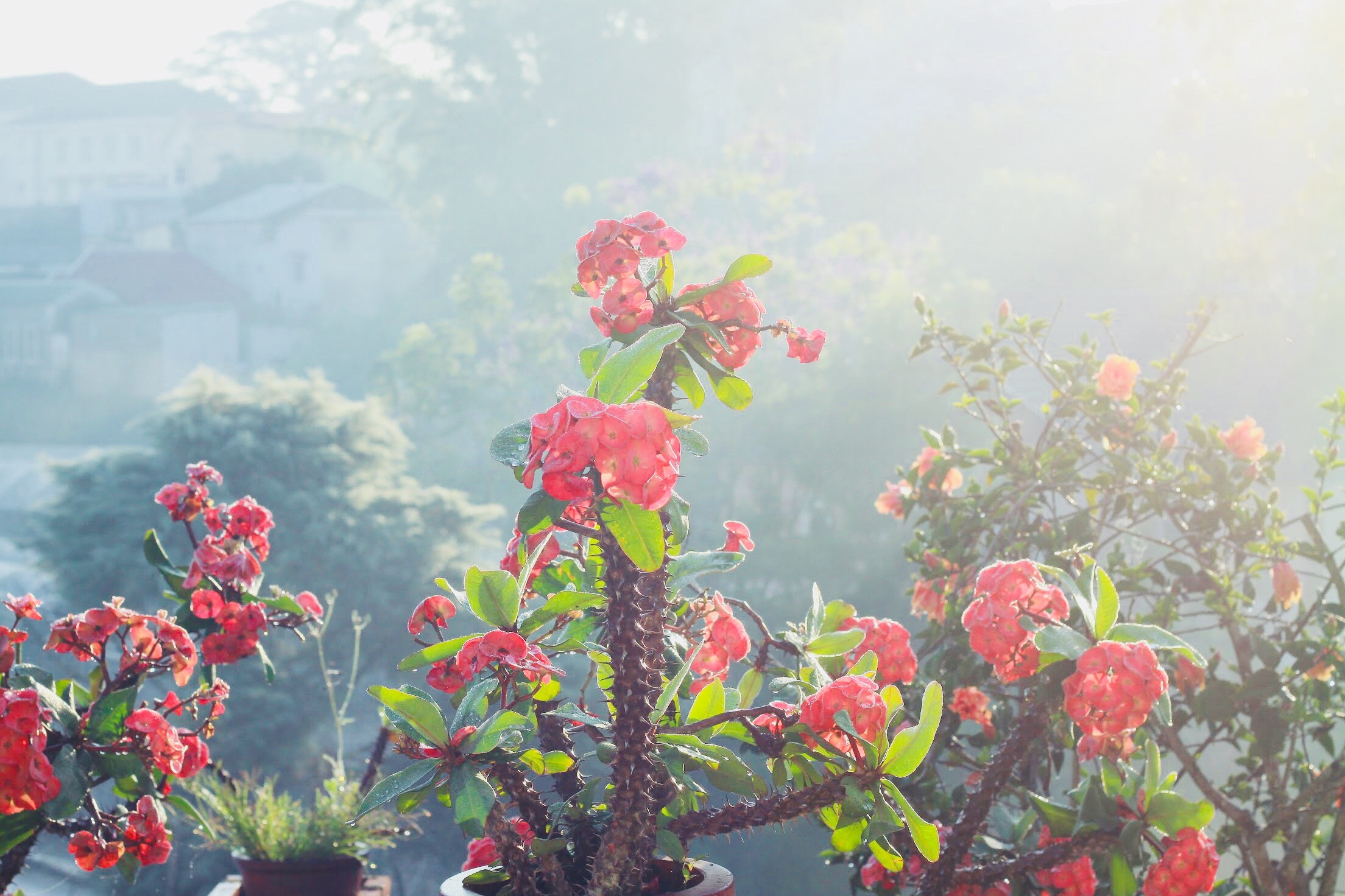 du lich Da Lat anh 11