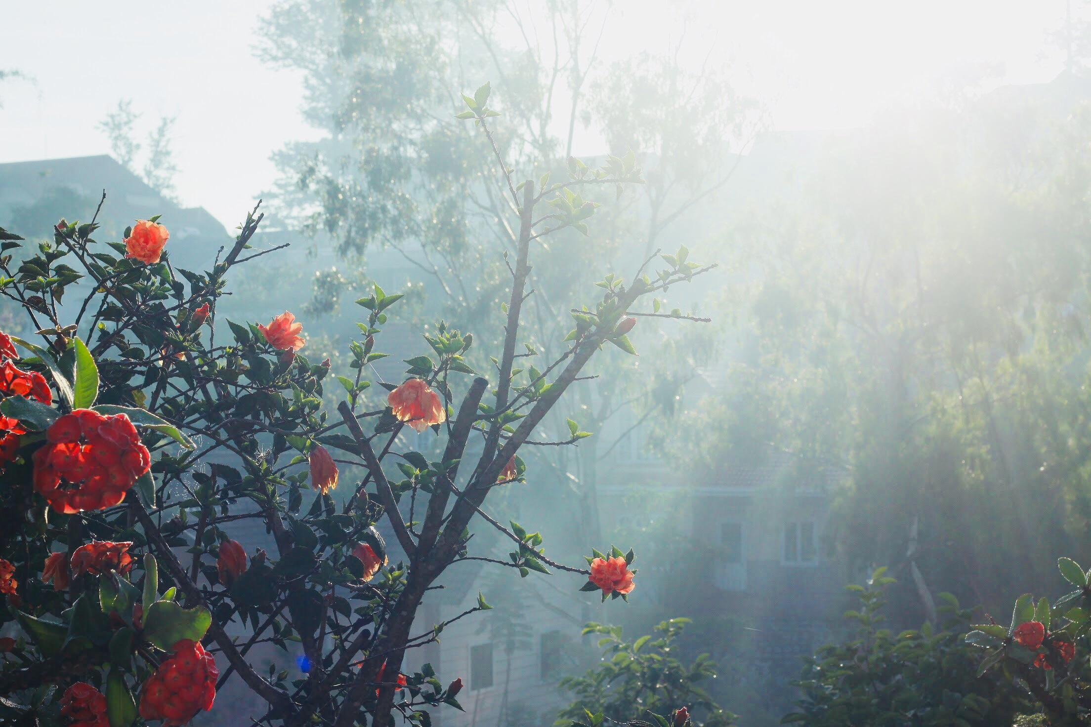 Kham pha Da Lat 4 ngay 3 dem cung nhom ban hinh anh