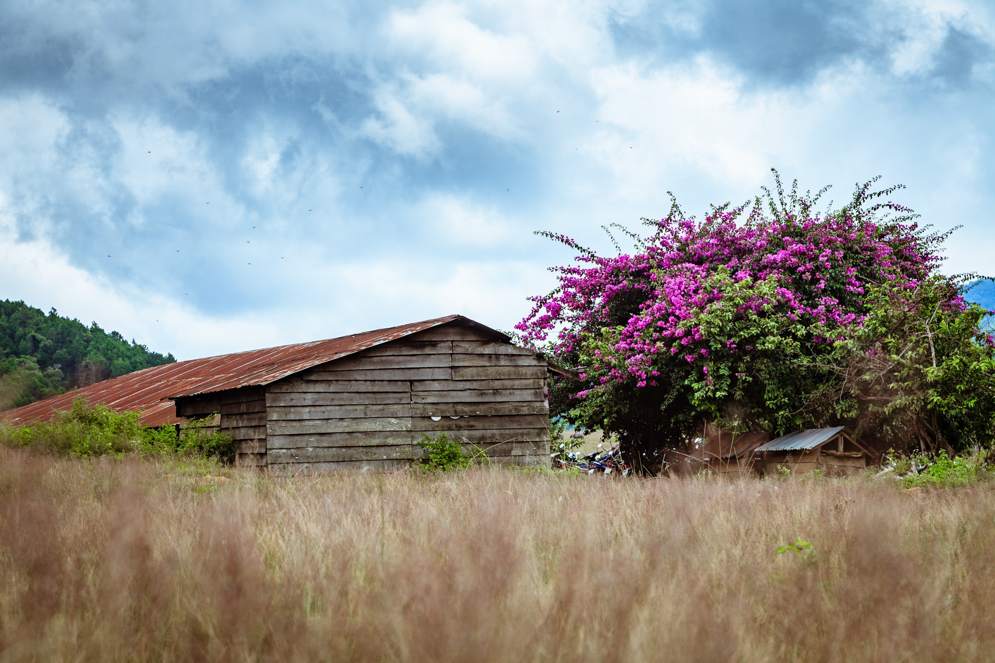 cung duong Ta Nang – Phan Dung anh 2