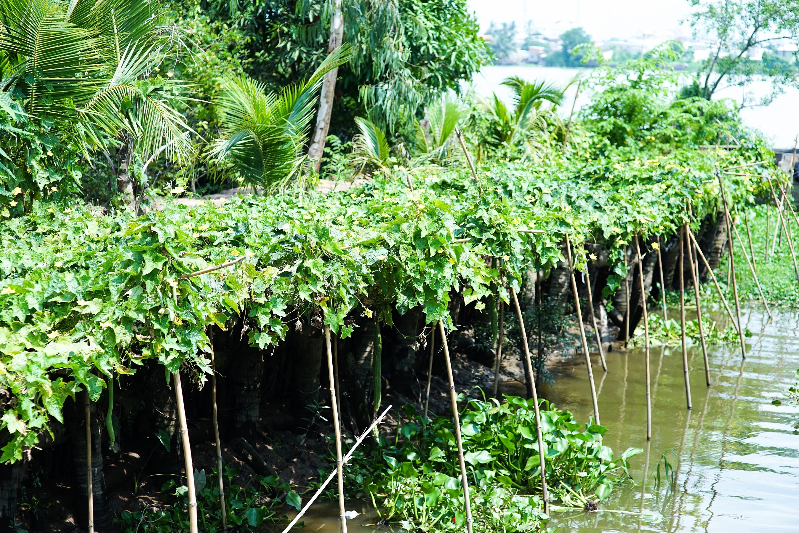 du lich Can Tho anh 8